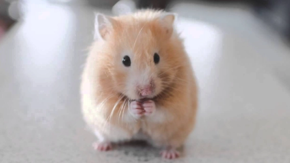 倉鼠臨終徵兆 倉鼠臨終徵兆