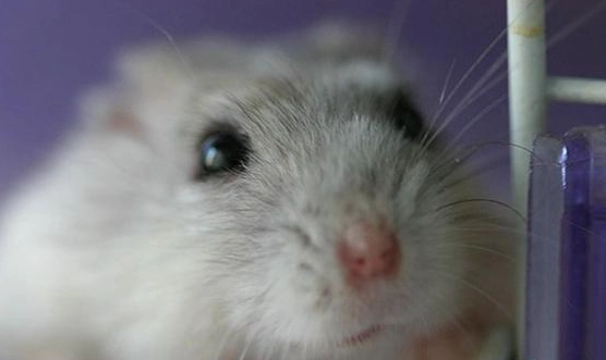 倉鼠生病跡象 倉鼠生病跡象