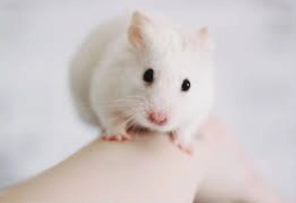 為什麼實驗要用白老鼠？深度解析科學背後的關鍵原因