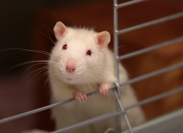 實驗鼠飼養 實驗鼠飼養