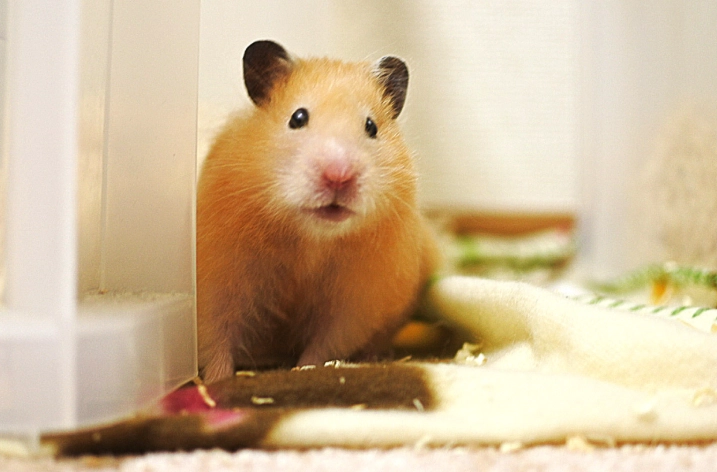 倉鼠生病跡象 倉鼠生病跡象