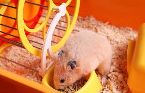 倉鼠籠清潔 倉鼠籠清潔