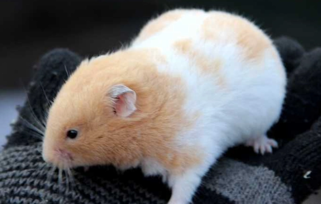 黃金鼠品種 黃金鼠品種