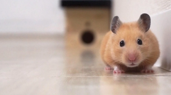 倉鼠行為異常 倉鼠行為異常