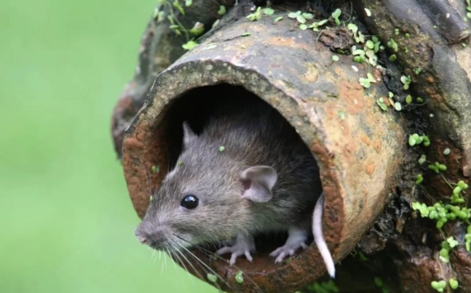 老鼠飢餓耐受性