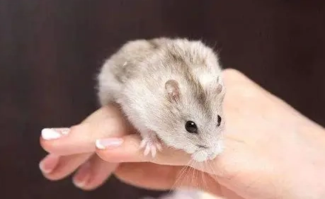 倉鼠健康照護 倉鼠健康照護