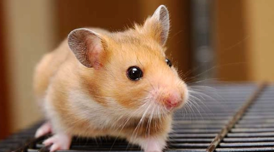 新手養鼠 新手養鼠