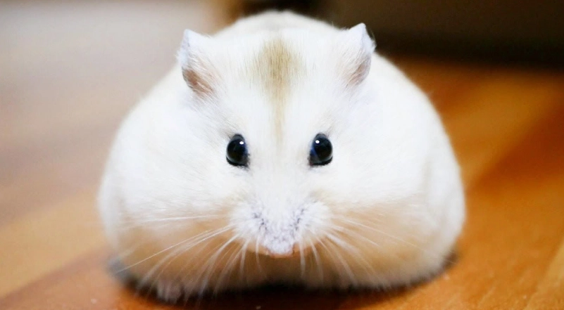 倉鼠不開心 倉鼠不開心