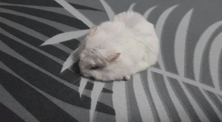 銀狐鼠死掉怎麼辦？完整原因分析與預防指南