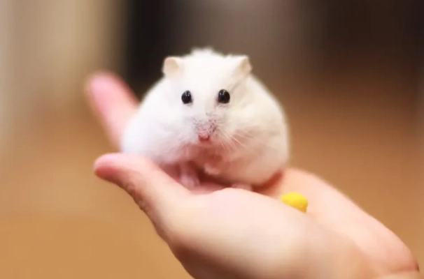 倉鼠行為 倉鼠行為