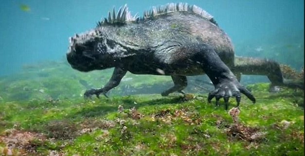 加拉帕戈斯潛水