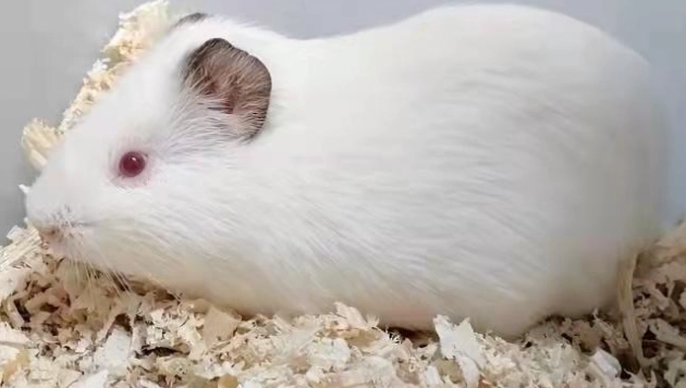 新手養鼠 新手養鼠