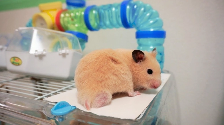 倉鼠不開心 倉鼠不開心