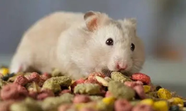 倉鼠體重標準 倉鼠體重標準