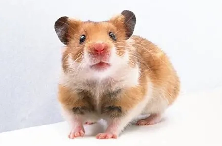 倉鼠情緒解讀 倉鼠情緒解讀