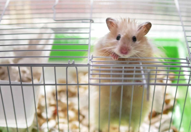 倉鼠籠清潔 倉鼠籠清潔