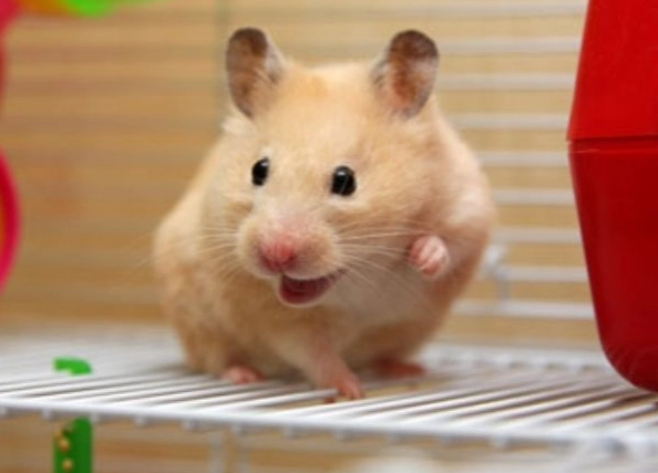 倉鼠開心的表現