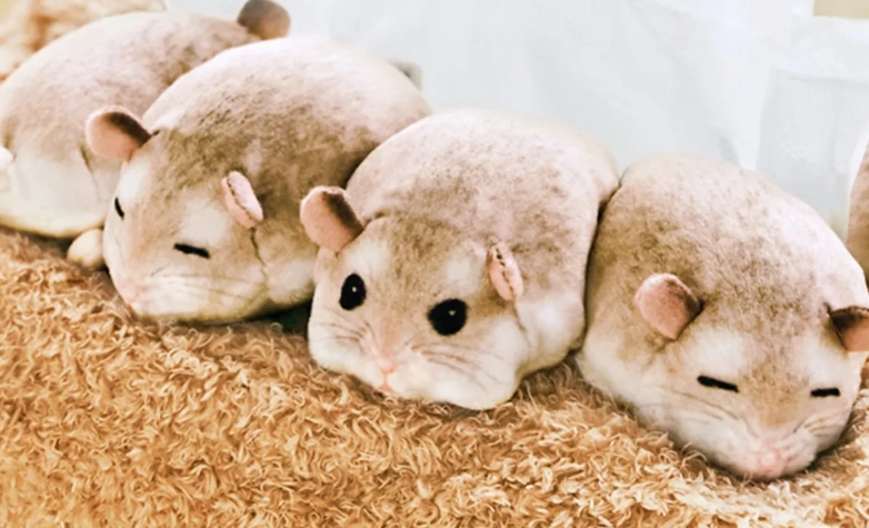 倉鼠不開心的表現