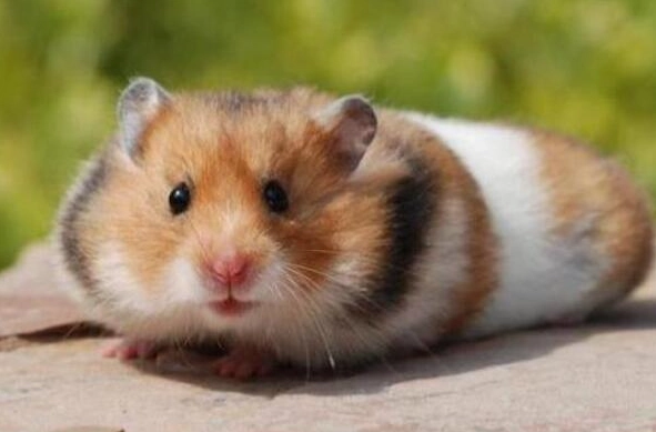 波利鼠可以活多久