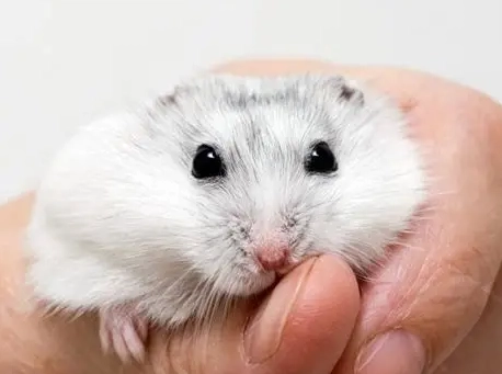 倉鼠肢體語言 倉鼠肢體語言