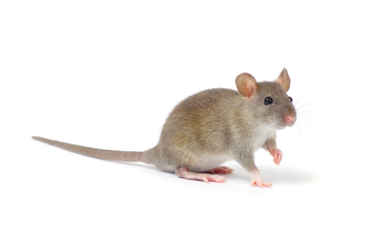 老鼠飢餓耐受性