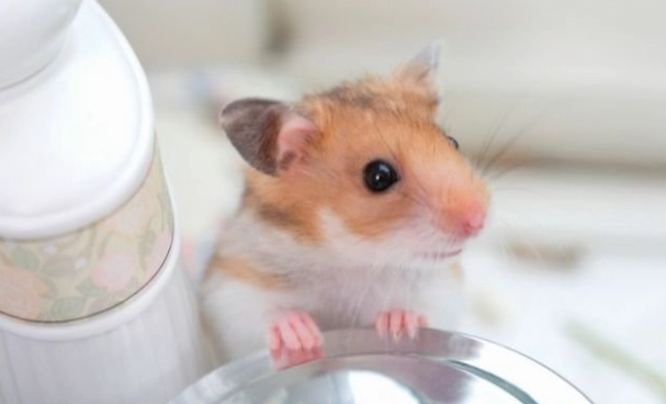 倉鼠情緒解讀 倉鼠情緒解讀