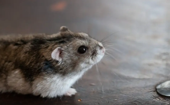 倉鼠健康照護 倉鼠健康照護