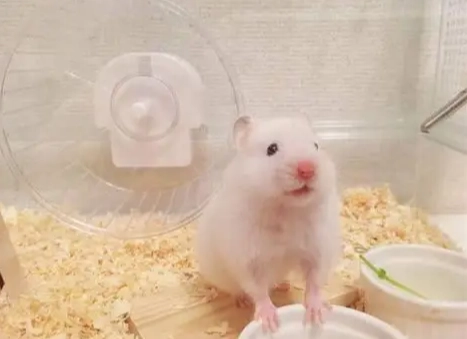 倉鼠飼養 倉鼠飼養