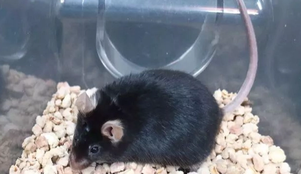 三線鼠體重過重