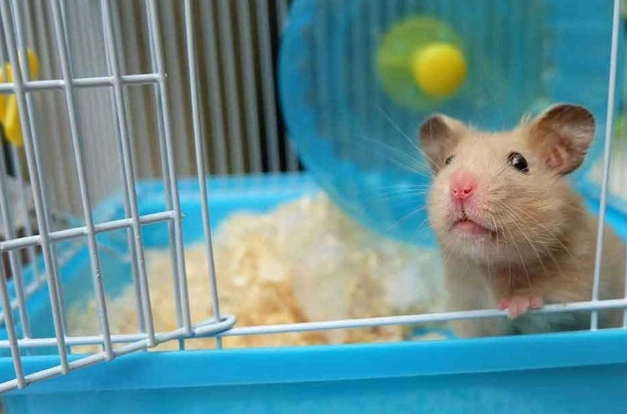 養倉鼠會臭嗎？掌握5大關鍵告別異味困擾