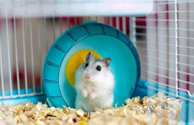 倉鼠體重標準 倉鼠體重標準