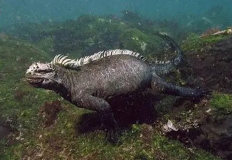 加拉帕戈斯潛水