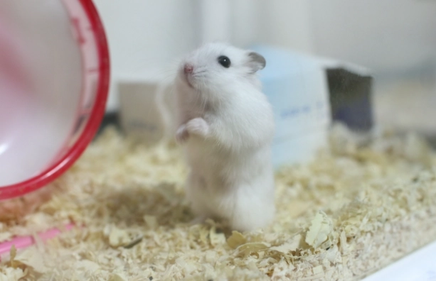 倉鼠健康照護 倉鼠健康照護