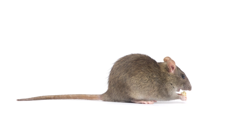 老鼠不吃東西能活多久？生存時間、關鍵因素與應對指南