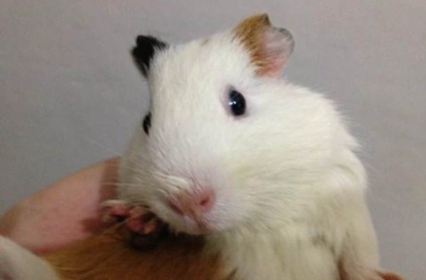 適合新手的鼠 適合新手的鼠