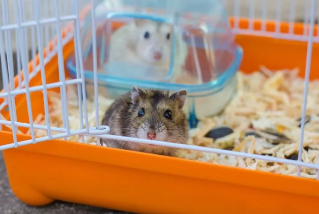 三線鼠年齡 三線鼠年齡