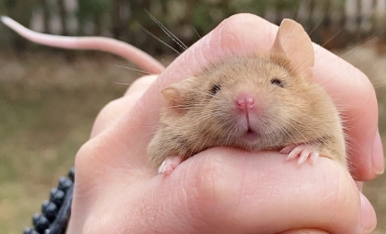 如何撫摸倉鼠