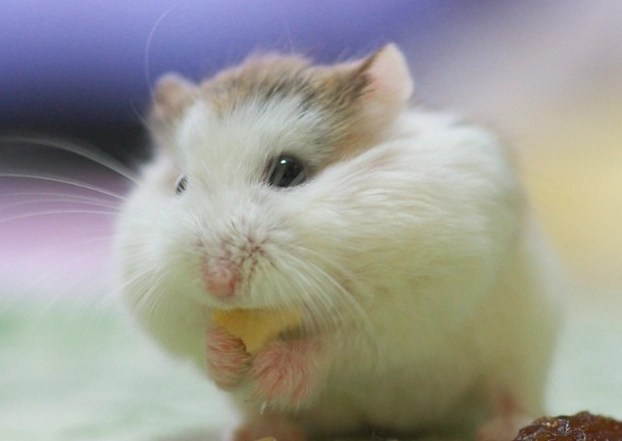 倉鼠情緒解讀 倉鼠情緒解讀