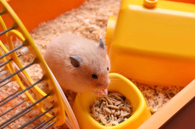 倉鼠臭味 倉鼠臭味