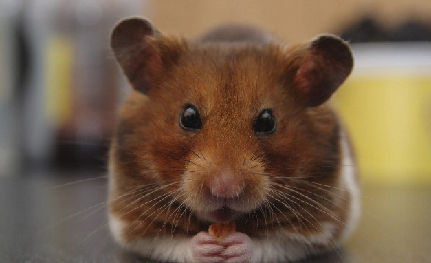 新手養鼠 新手養鼠