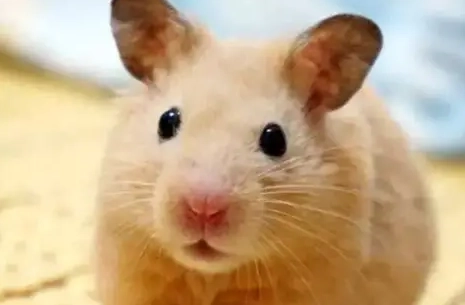 倉鼠情緒解讀 倉鼠情緒解讀