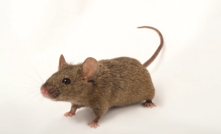 倉鼠喜歡被摸哪裡