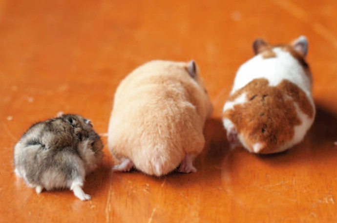 倉鼠行為異常 倉鼠行為異常