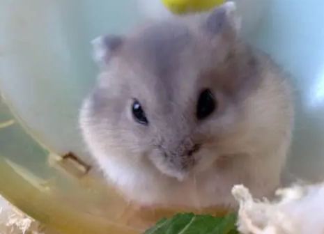 三線鼠體重過輕