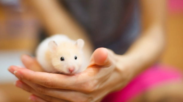 倉鼠異常行為 倉鼠異常行為