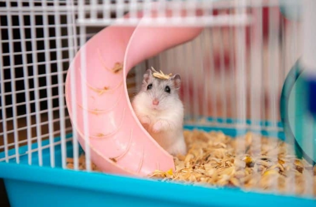 養倉鼠壞處 養倉鼠壞處