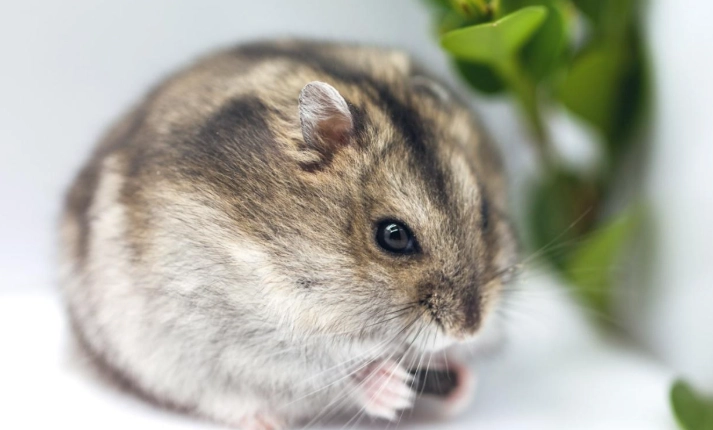 三線鼠體重過輕