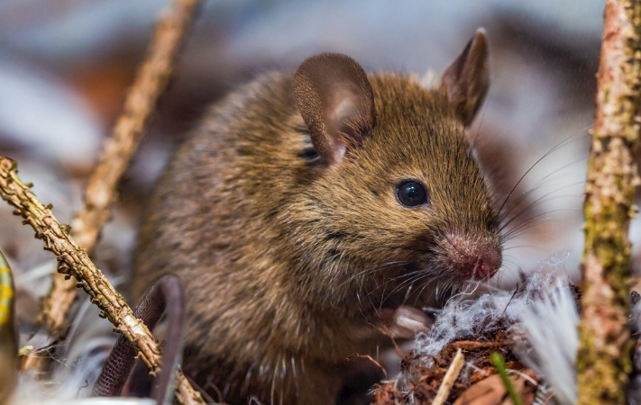 寵物老鼠斷食生存