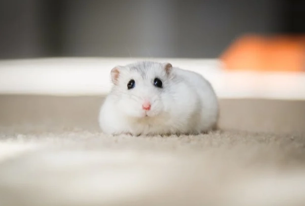 養倉鼠壞處 養倉鼠壞處