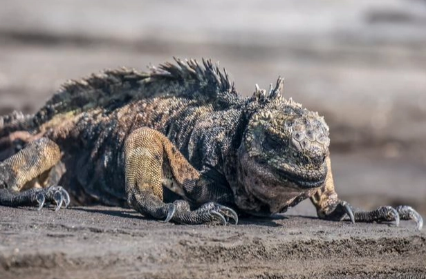 海鬣蜥哥吉拉終極指南：飼養、照顧與生態全解析